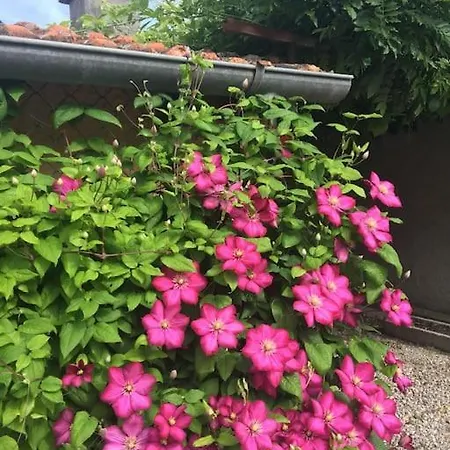 Nardelli Prázdninový dům *